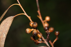 Eucalyptus biturbinata