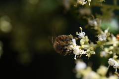 Apis mellifera