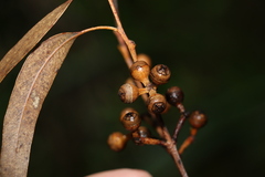 Eucalyptus biturbinata