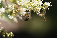 Apis mellifera
