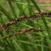 Carex appropinquata - Photo (c) Svetlana Nesterova, algunos derechos reservados (CC BY-NC), uploaded by Svetlana Nesterova
