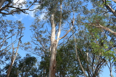 Eucalyptus biturbinata