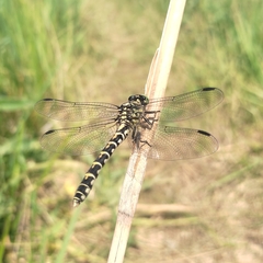 Onychogomphus forcipatus