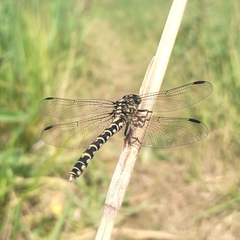 Onychogomphus forcipatus