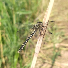 Onychogomphus forcipatus