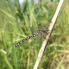 Onychogomphus forcipatus
