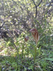 Pterostylis rogersii