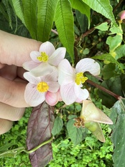 Begonia lukuana
