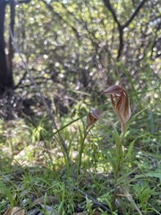 Pterostylis rogersii