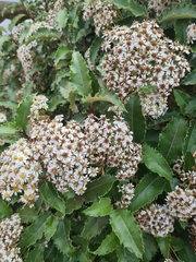 Olearia ilicifolia