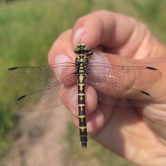Onychogomphus forcipatus