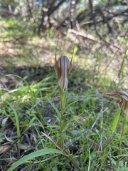 Pterostylis rogersii
