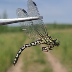 Onychogomphus forcipatus