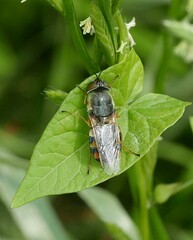 Odontomyia ornata