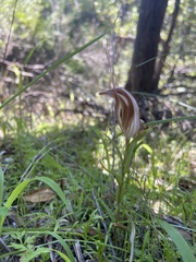 Pterostylis rogersii