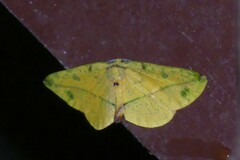 Omiza miliaria