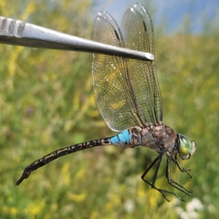 Anax parthenope