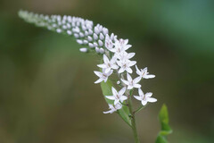 Lysimachia clethroides