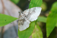 Xanthorhoe hortensiaria