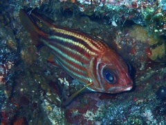Sargocentron rubrum