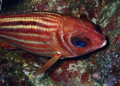 Sargocentron rubrum