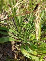 Plantago lanceolata