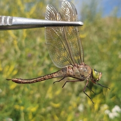 Anax parthenope