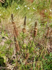 Plantago lanceolata