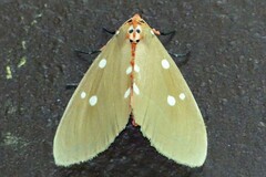 Tinolius eburneigutta