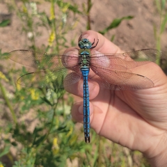 Anax imperator