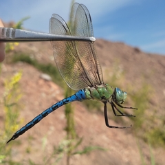 Anax imperator