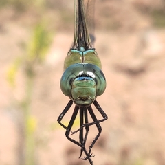 Anax imperator