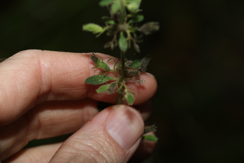 Image of Anisomeles moschata by (c) Greg Tasney, some rights reserved (CC BY-SA)