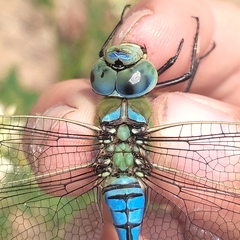 Anax imperator