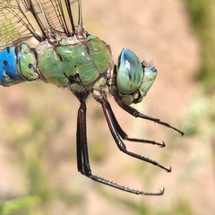 Anax imperator