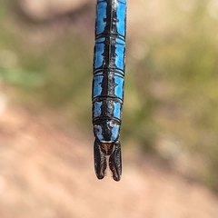 Anax imperator