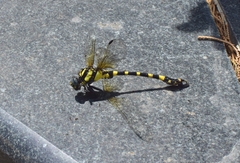 Lamelligomphus ringens