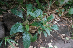 Rehmannia glutinosa