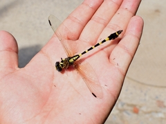 Lamelligomphus ringens