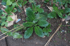 Rehmannia glutinosa