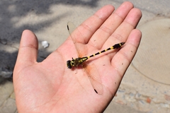 Lamelligomphus ringens