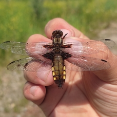 Libellula depressa