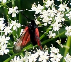 Zygaena osterodensis