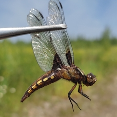Libellula depressa