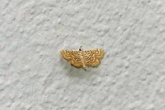 Musotiminae