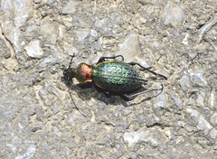 Carabus lafossei