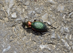 Carabus lafossei