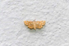 Musotiminae