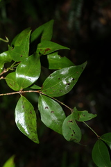 Jasminum jenniae