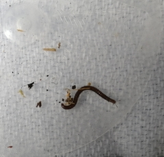 Ophyiulus pilosus